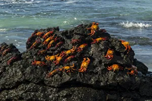 Images Dated 7th July 2021: Sally Lightfoot Crab (Grapsus grapsus), Bachas beach, North Seymour island