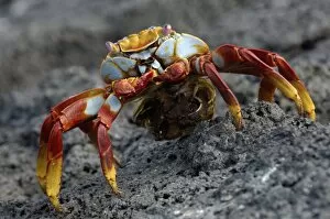Images Dated 2nd July 2006: Sally lightfoot crab (Grapsus grapsus) with egg sack, Fernandina Island Island, Galapagos Islands