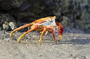 Sally Lightfoot Crab (Grapsus grapsus) on Floreana Island, Galapagos Islands