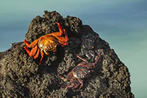 South America Prints: Sally lightfoot crab. San Cristobal Island, Galapagos Islands, Ecuador