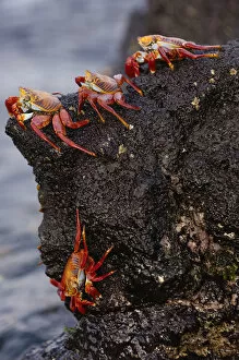 Images Dated 31st July 2007: Sally lightfoot crabs (Grapsus grapsus) feeding on the wave swept lava of Santiago Island