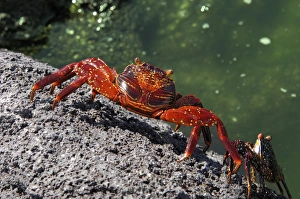 Sally Lightfoot Crabs, Grapsus grapsus, Galapagos Islands, Ecuador, South America