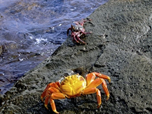 Daylight Prints: Sally Lightfoot Crabs, Grapsus grapsus, Galapagos Islands, Ecuador, South America