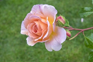 Salmon-colored Rose bush, USA