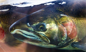Salmon Head Close Up Issaquah Hatchery Washington. Salmon swim up the Issaquah creek