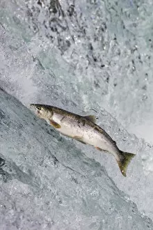 USA, North America, Alaska Gallery: Salmon jumping over Brooks Falls, Katmai National Park, Alaska, USA