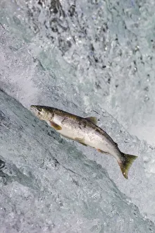 Salmon jumping over Brooks Falls, Katmai National Park, Alaska, USA Salmon jumping over Brooks Falls, Katmai National Park, Alaska, USA