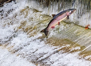 Fish Prints: Salmon Jumping Dam Issaquah Hatchery Washington. Salmon swim up the Issaquah creek