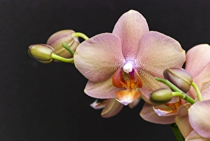 Flora Prints: Salmon orchid blooms