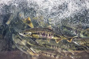 Salmon Prints: Salmon run, Macaulay Salmon Hatchery, Douglas Island, Alaska, USA
