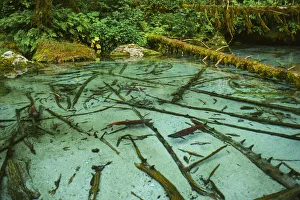 Haines Prints: Salmon spawning hole in forest near Haines, Alaska, Tongass National Forest
