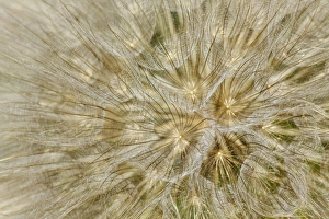 Salsify or Oyster plant seed pod, Louisville, Kentucky, Tragopogon porrifoliu