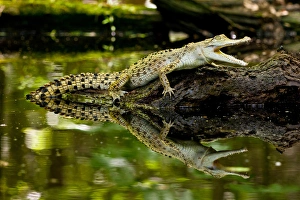 Crocodile Prints: Salt Water Crocodile, Crocodylus porosus, Native to Australia