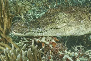 Images Dated 15th January 2006: Saltwater Crocodile (Crocodylus porosus), Rock Islands, Palau, Micronesia, Western