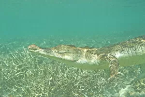 Images Dated 15th January 2006: Saltwater Crocodile (Crocodylus porosus), Rock Islands, Palau, Micronesia, Western