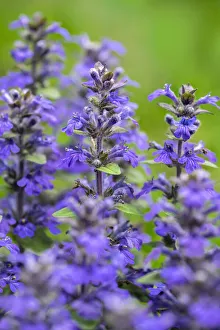 Salvia officinalis, common sage, USA