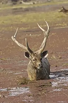 Ranthambhor Prints: Sambar stag in the lake, Ranthambhor National Park, India