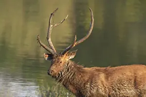 Ranthambhor Np Prints: Sambar Stag in Rajbagh lake, Ranthambhor National Park, India