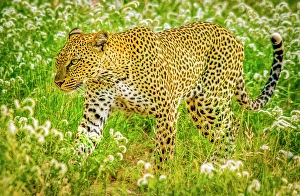 Stalking Prints: Samburu National Reserve, Kenya