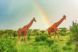 Rainbow Prints: Samburu National Reserve, Kenya