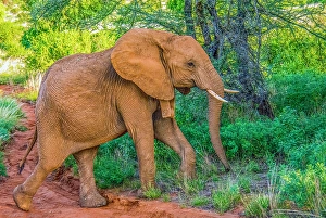 Bush Prints: Samburu National Reserve, Kenya. Portrait of young elephant walking through the bushes