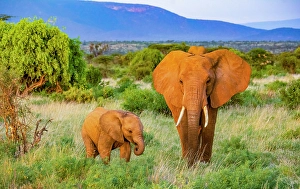 Mother Prints: Samburu National Reserve, Kenya, Africa