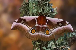 Silk Prints: Sammamish, Washington an African Silk Moth Bunaea alcinoe with oragne hind wing eye spots