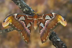 Images Dated 5th May 2006: Sammamish, Washington Atlas Moth the largest in the world