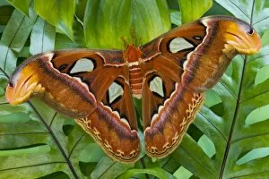 Images Dated 31st March 2007: Sammamish, Washington Atlas Moth the largest in the world