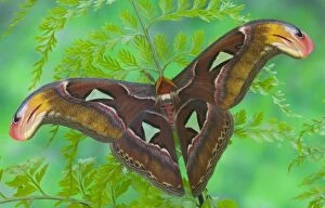 Sammamish, Washington captive raise largest of moths the Atlas Moth, Attacus atlas