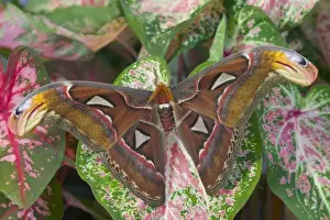 Images Dated 1st February 2006: Sammamish, Washington captive raise largest of moths the Atlas Moth, Attacus atlas