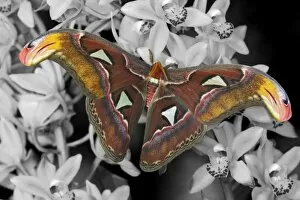 Images Dated 31st January 2006: Sammamish, Washington captive raise largest of moths the Atlas Moth, Attacus atlas