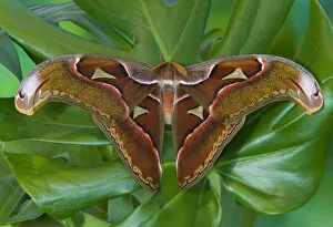 Images Dated 21st March 2006: Sammamish, Washington captive raised largest moth in the world Attacus Lorquini