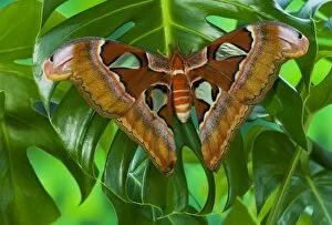 Images Dated 26th March 2006: Sammamish, Washington captive raised largest moth in the world Attacus Lorquini