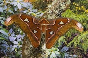 Images Dated 21st March 2006: Sammamish, Washington captive raised largest moth in the world Attacus Lorquini