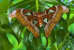 Largest Prints: Sammamish, Washington captive raised largest moth in the world Attacus Lorquini