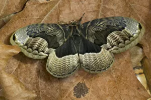 Images Dated 15th March 2006: Sammamish, Washington Chinesse Moth Brahmaea tancrei with great design patterns
