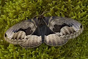 Silk Prints: Sammamish, Washington Chinesse Moth Brahmaea tancrei with great design patterns