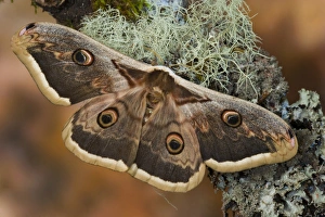 Images Dated 10th March 2006: Sammamish, Washington The Great Peacock Moth the largest moth of Europe