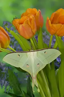Images Dated 14th January 2006: Sammamish, Washington and the Indian Moon Moth Actias selene