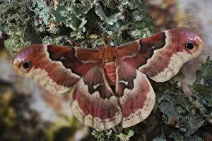 Images Dated 14th April 2006: Sammamish, Washington North American Silk Moth Callosamia angulifera