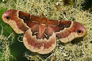 Images Dated 14th April 2006: Sammamish, Washington North American Silk Moth Callosamia angulifera