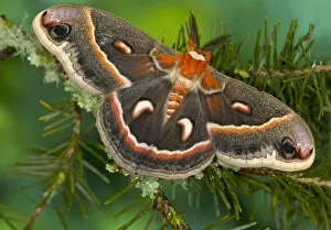 Images Dated 28th December 2005: Sammamish, Washington North American Silk moth Cecropia, or the Red Robin Moth