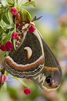 Images Dated 18th April 2007: Sammamish, Washington North American Silk moth Cecropia, or the Red Robin Moth