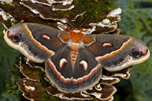 Images Dated 28th December 2005: Sammamish, Washington North American Silk moth Cecropia, or the Red Robin Moth