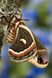 Images Dated 23rd March 2006: Sammamish, Washington North American Silk moth Cecropia, or the Red Robin Moth