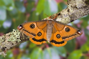 Images Dated 17th January 2006: Sammamish, Washington a North American species from California. A small female silk