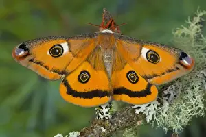 Spot Prints: Sammamish, Washington a North American species from California. A small female silk