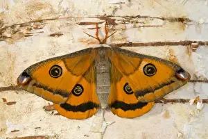 Images Dated 19th January 2006: Sammamish, Washington a North American species from California. A small female silk