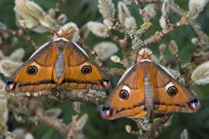 Images Dated 24th January 2006: Sammamish, Washington a North American species from California. A small pair of